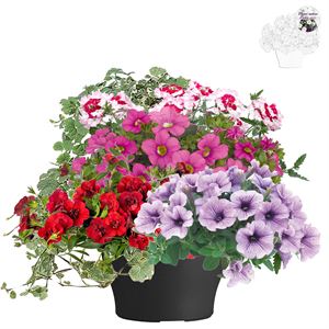 Afbeelding van TP26 Mixpot Mix 3